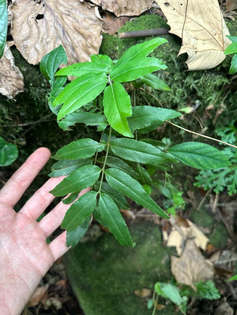 Anemia phyllitidis var. phyllitidis