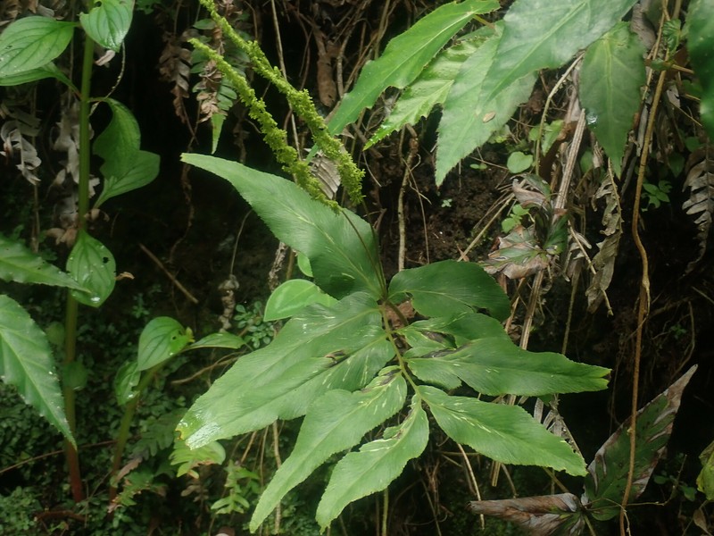 Anemia phyllitidis var. phyllitidis photo 2