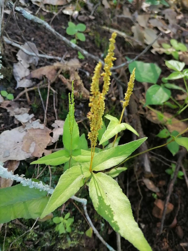 Anemia phyllitidis var. phyllitidis photo 3