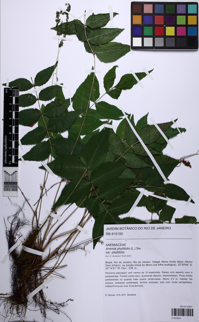 Anemia phyllitidis var. phyllitidis photo 4