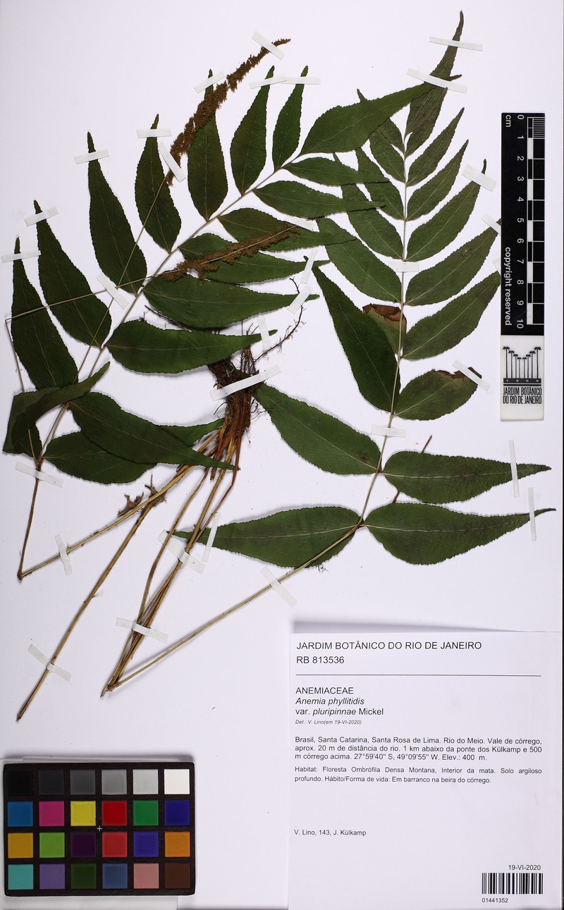 Anemia phyllitidis var. pluripinnae
