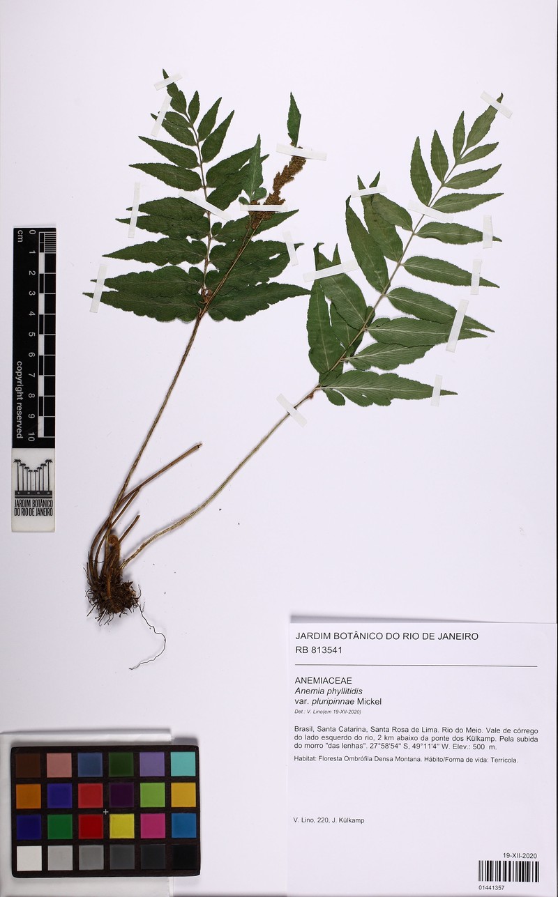 Anemia phyllitidis var. pluripinnae photo 2