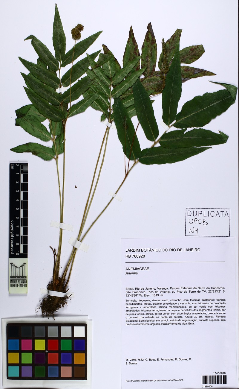 Anemia phyllitidis var. pluripinnae photo 3