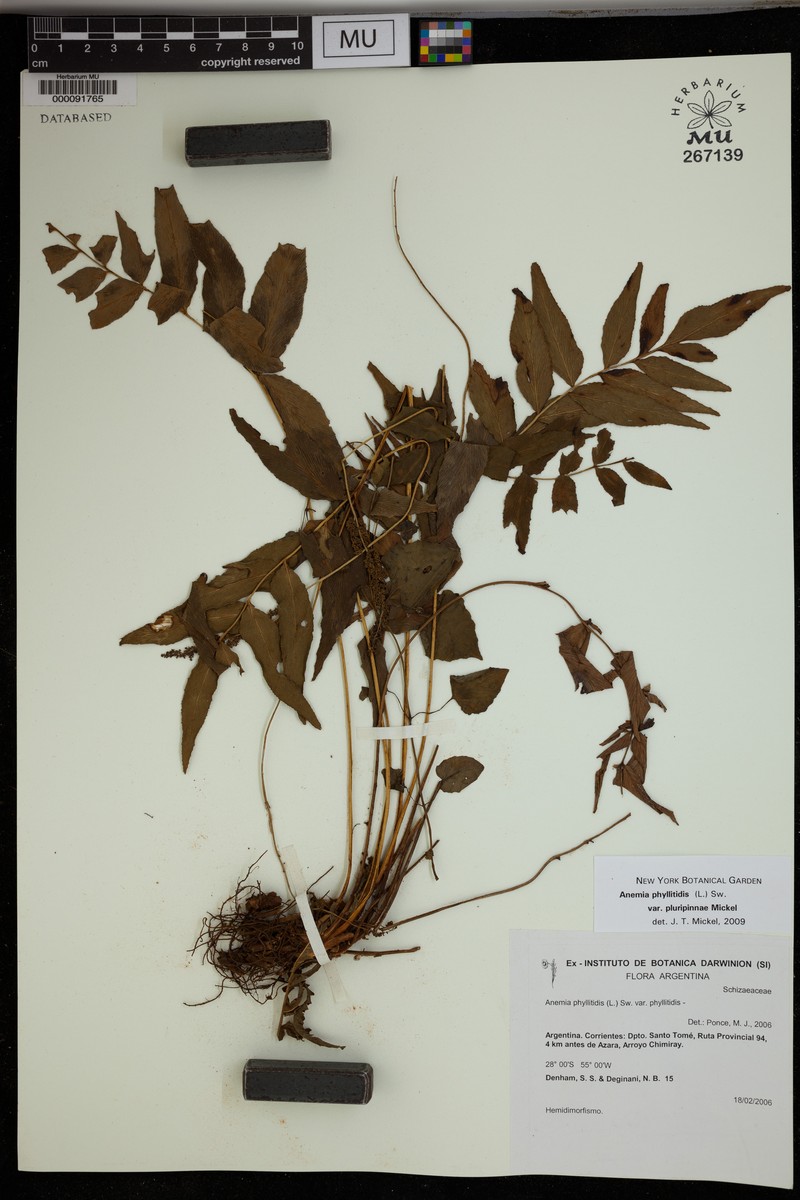Anemia phyllitidis var. pluripinnae photo 4