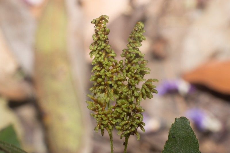 Anemia phyllitidis var. tweedieana