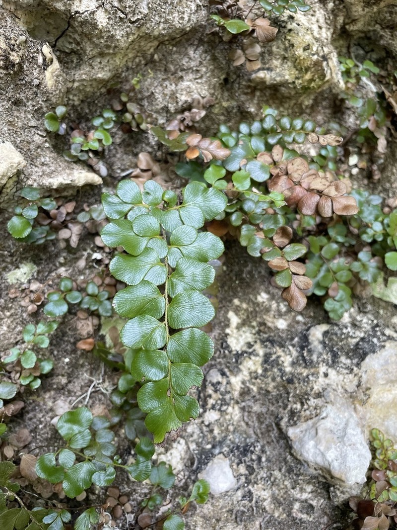 Puerto Rico Flowering Fern