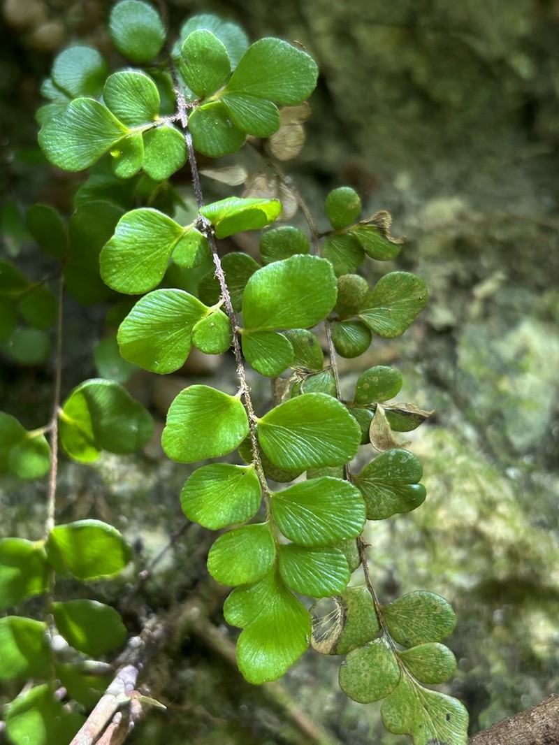 Puerto Rico Flowering Fern photo 2