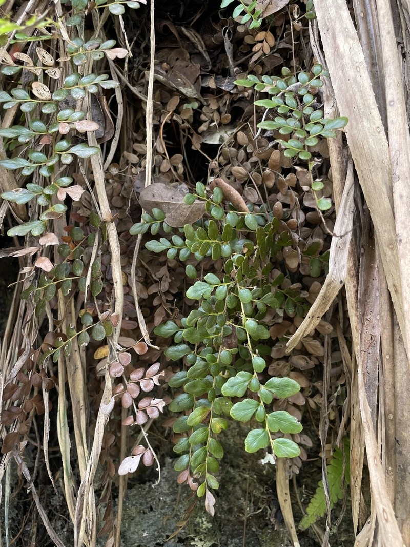 Puerto Rico Flowering Fern photo 3