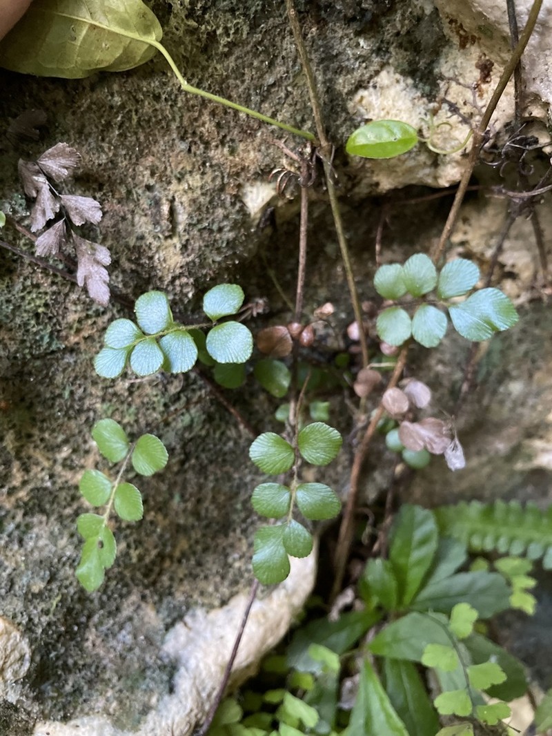 Puerto Rico Flowering Fern photo 4