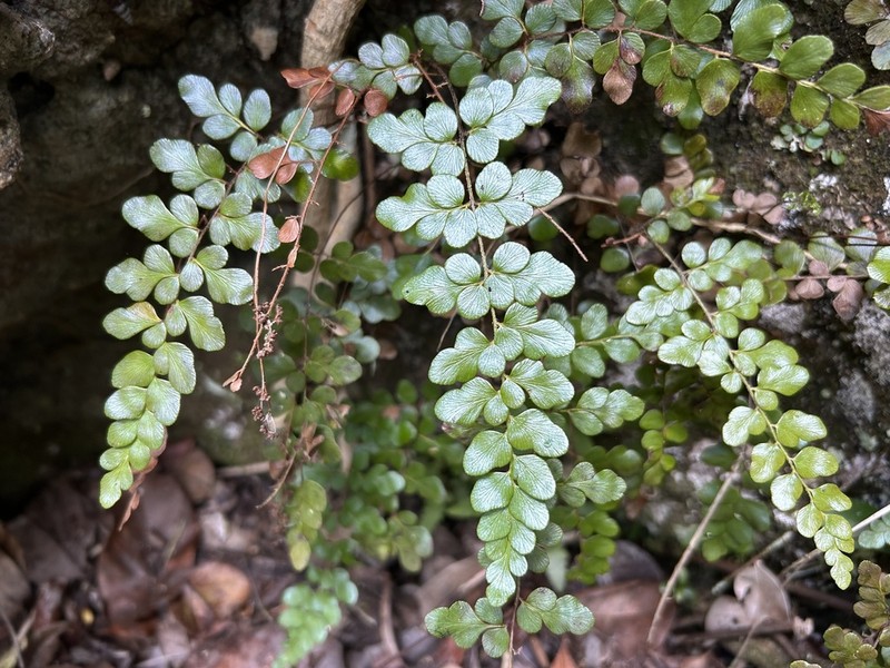 Puerto Rico Flowering Fern photo 5