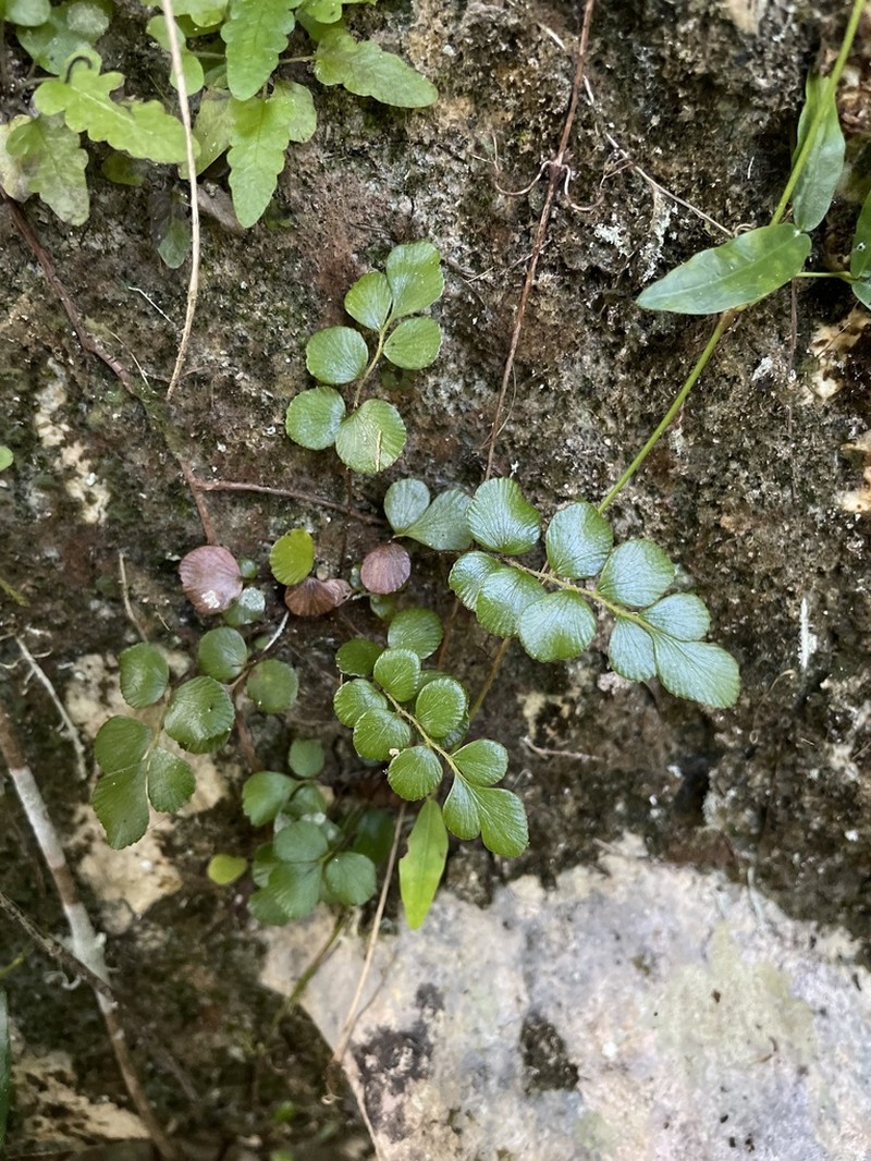 Puerto Rico Flowering Fern photo 6