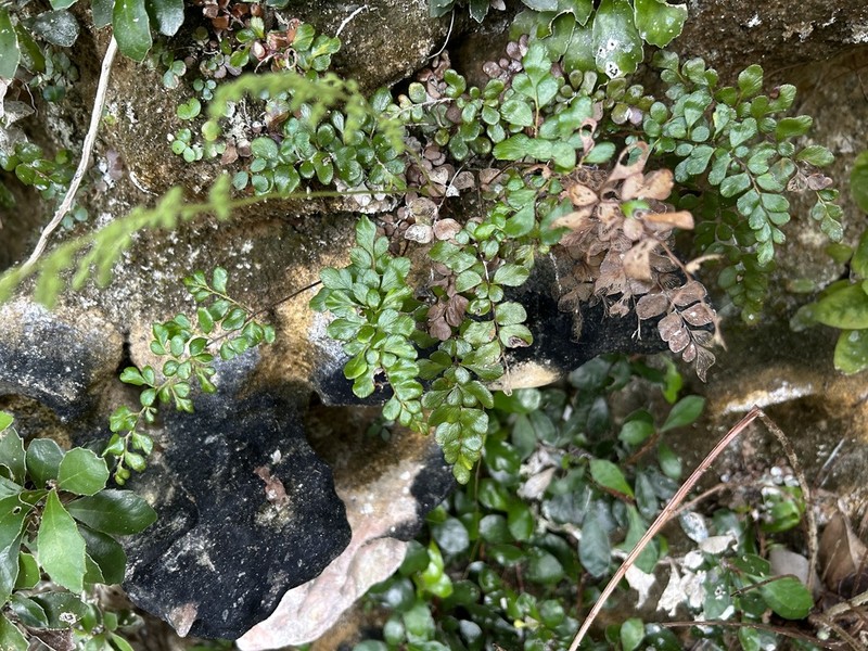 Puerto Rico Flowering Fern photo 7