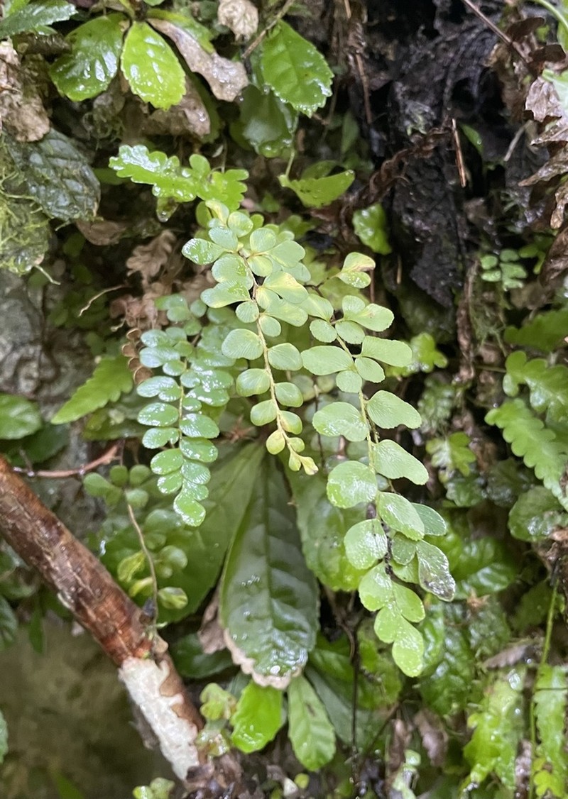 Puerto Rico Flowering Fern photo 8