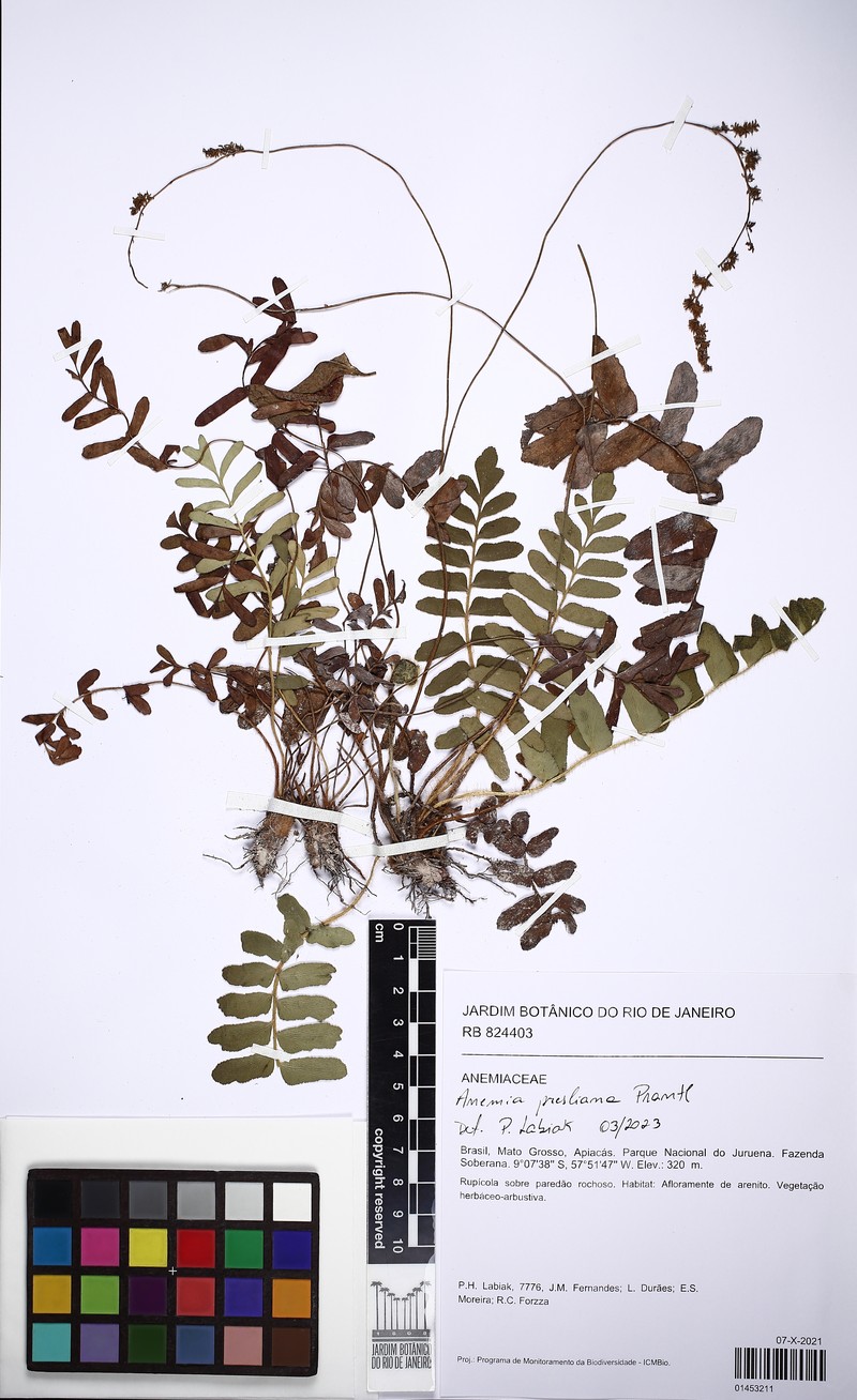Anemia presliana