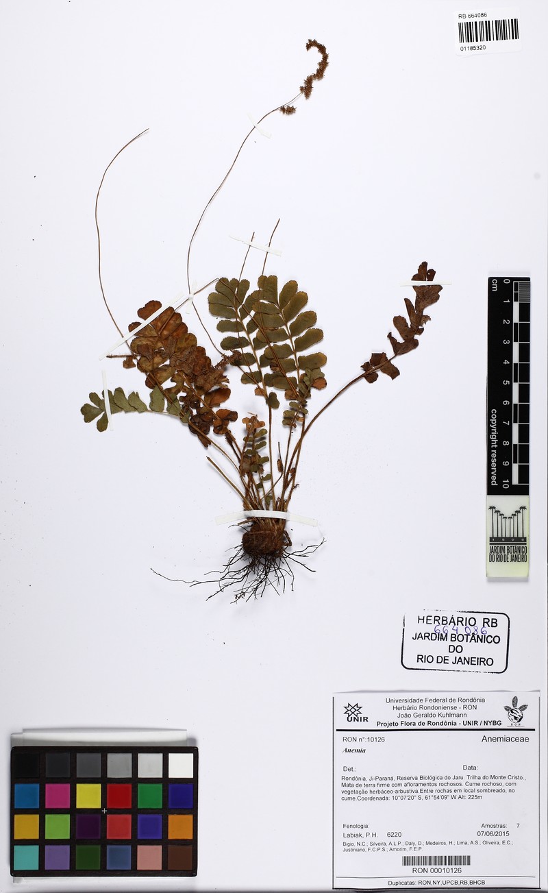 Anemia presliana photo 3