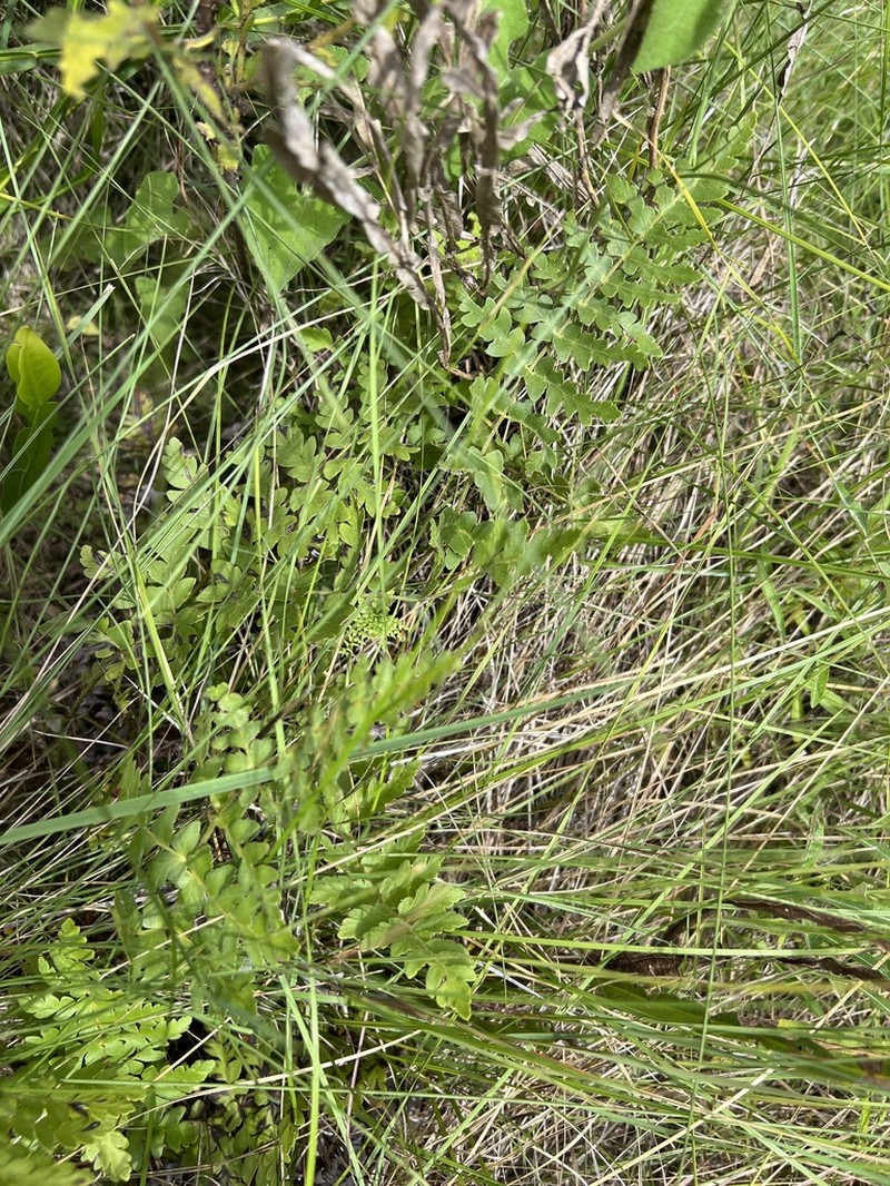 Anemia raddiana