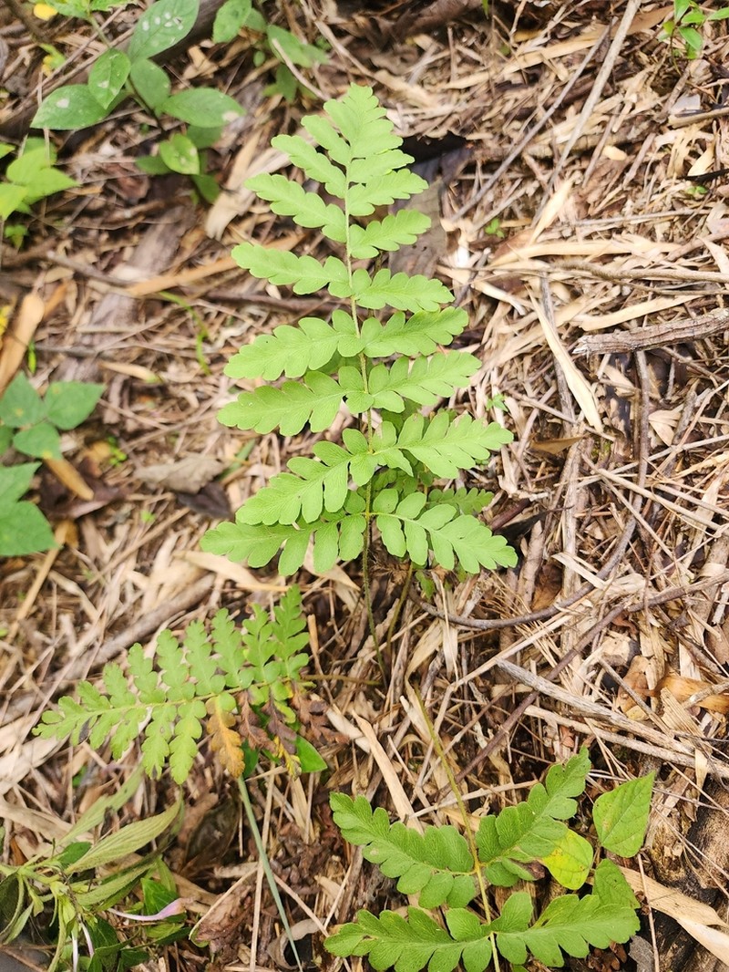 Anemia raddiana photo 2