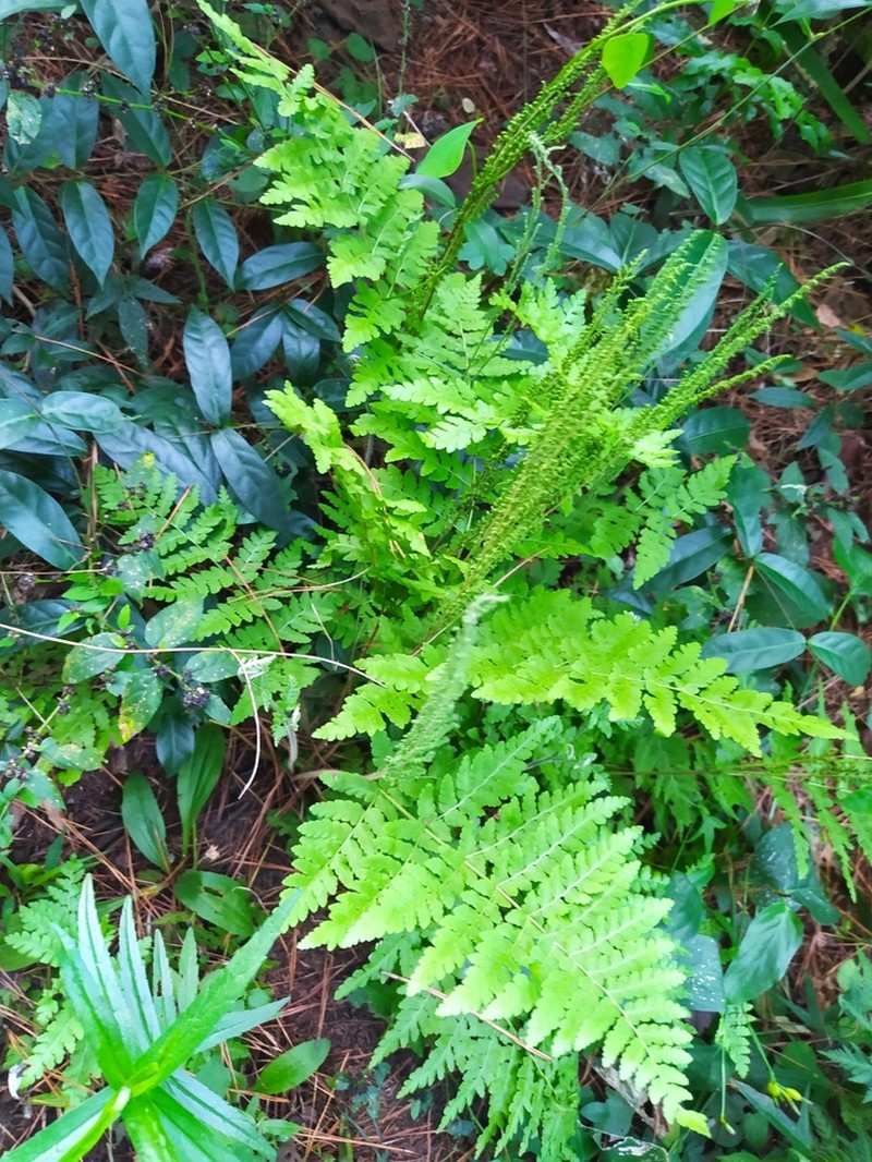 Anemia raddiana