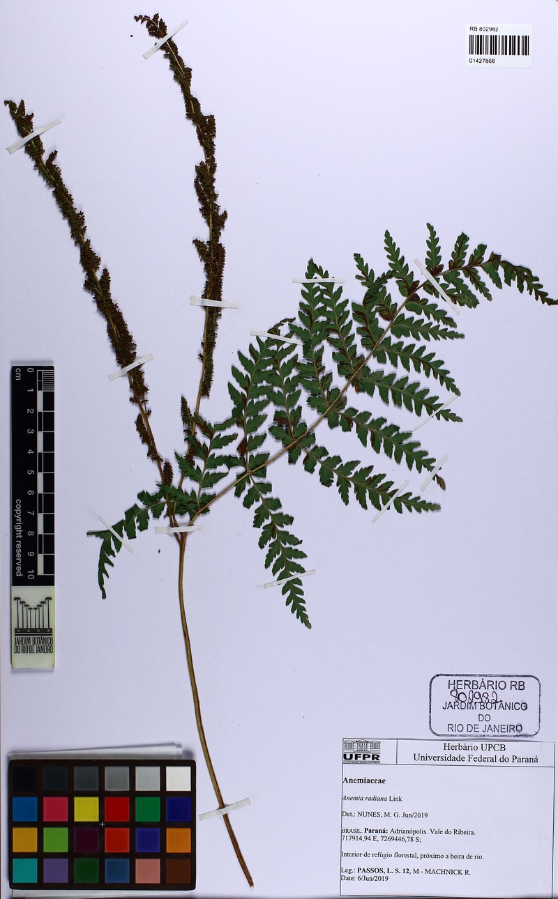 Anemia raddiana photo 3