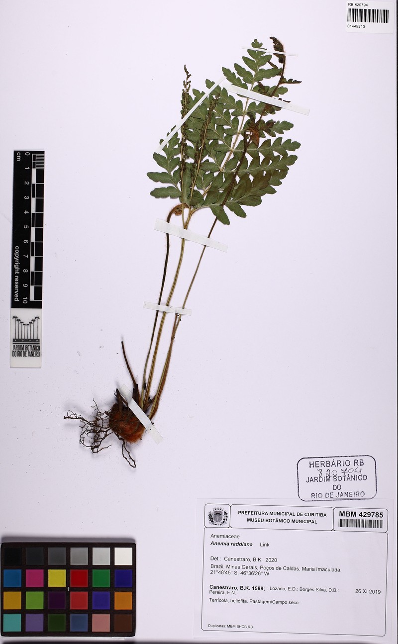 Anemia raddiana photo 4