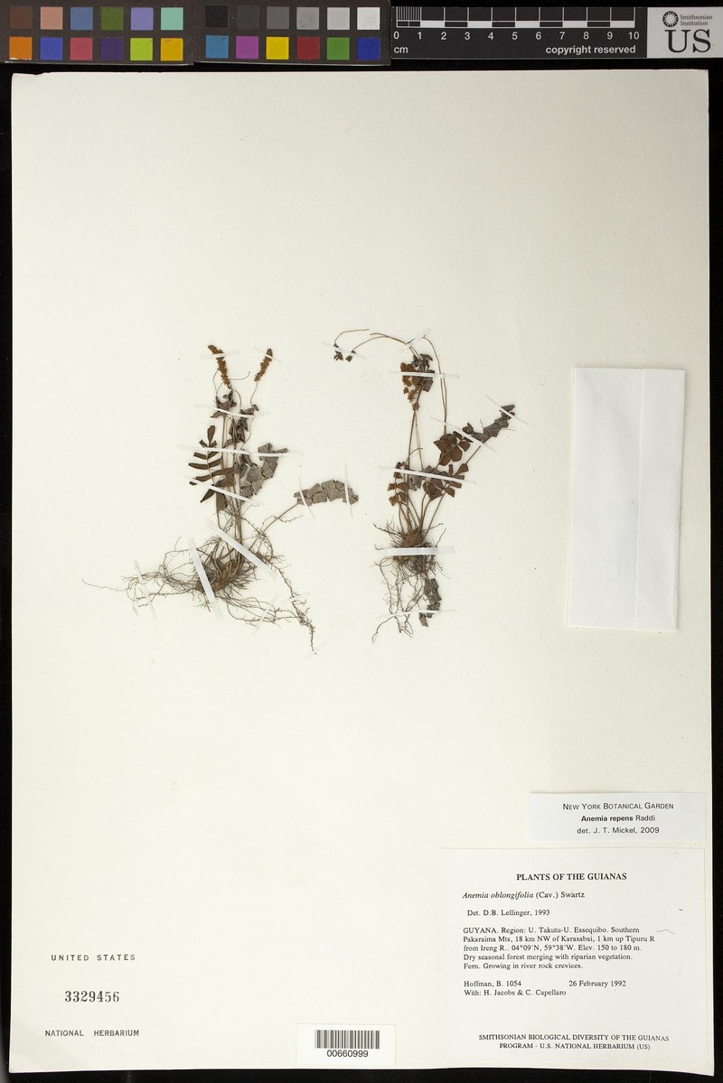 Anemia repens photo 2