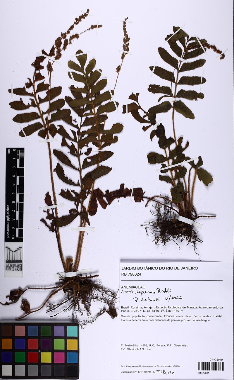Anemia repens