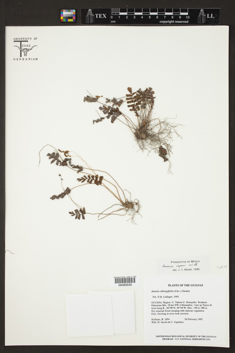 Anemia repens photo 2