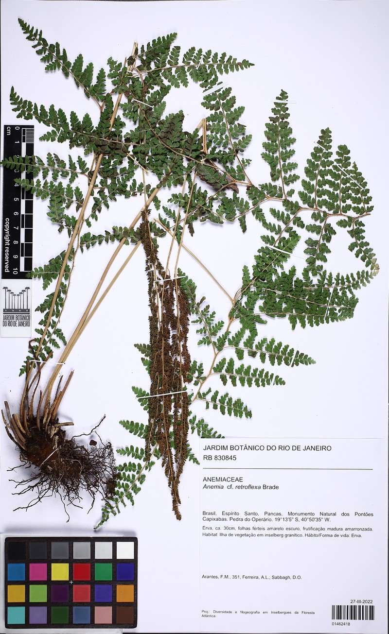 Anemia retroflexa