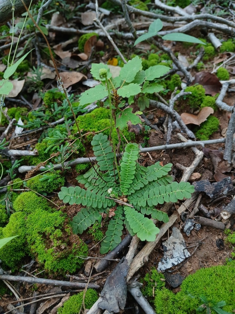 Anemia rosulata photo 2