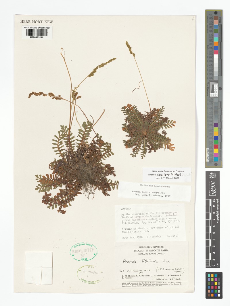 Anemia rosulata photo 5