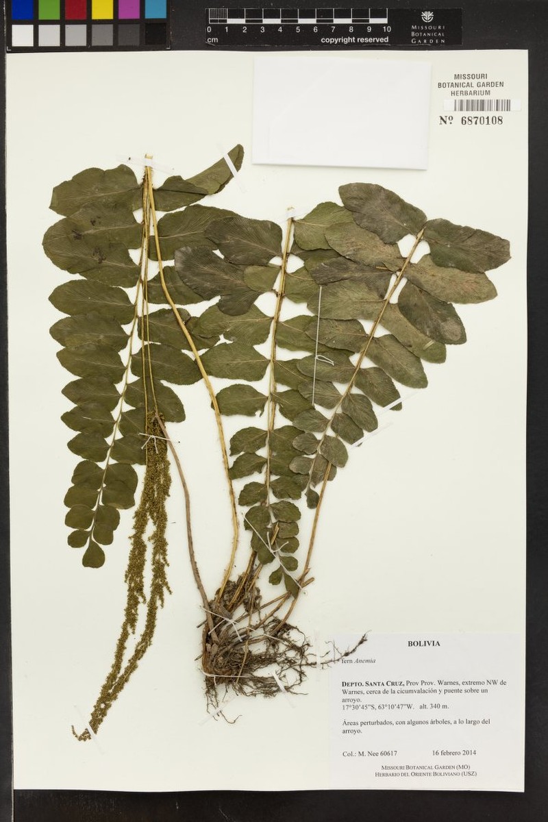 Anemia rotundifolia photo 4