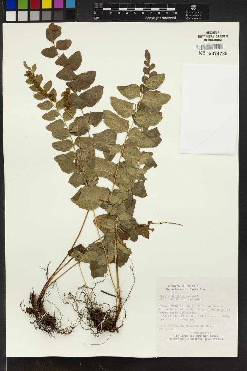 Anemia rotundifolia photo 5