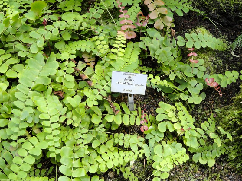 Anemia rotundifolia photo 6