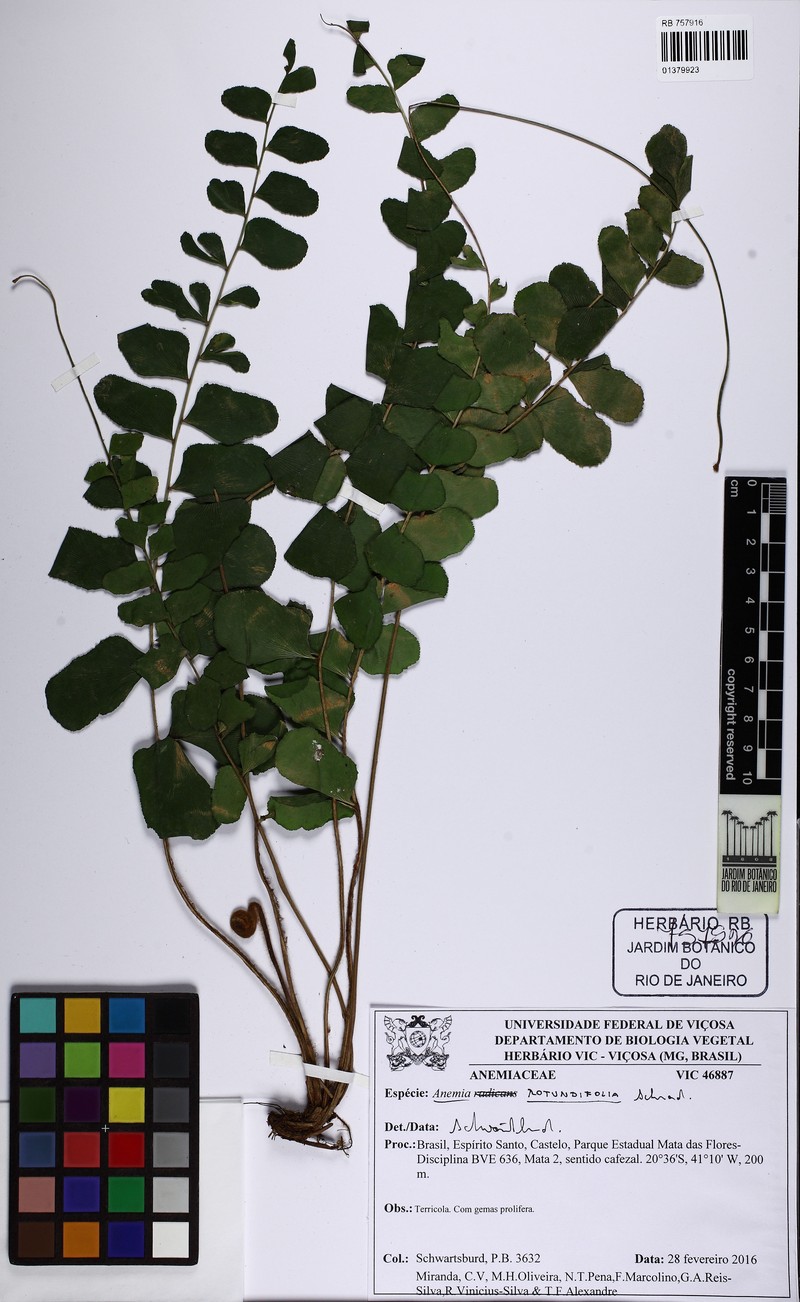 Anemia rotundifolia photo 2