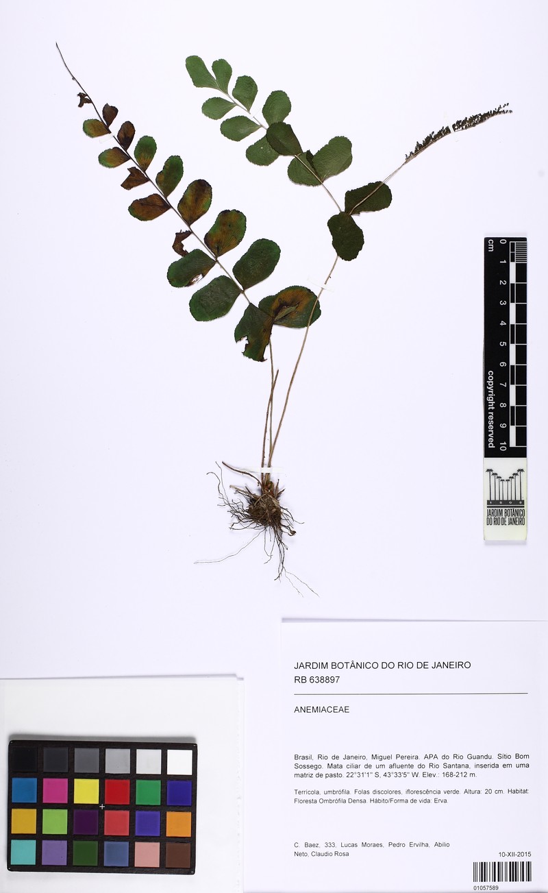 Anemia rotundifolia photo 3