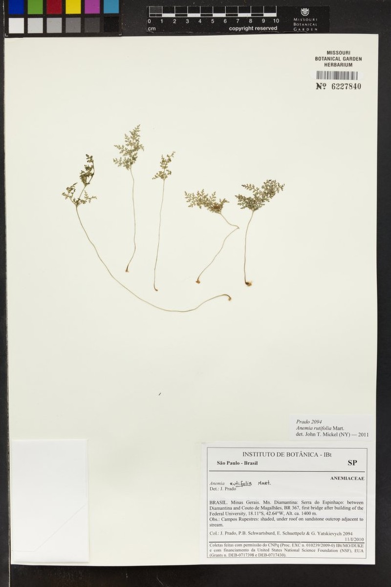 Anemia rutifolia