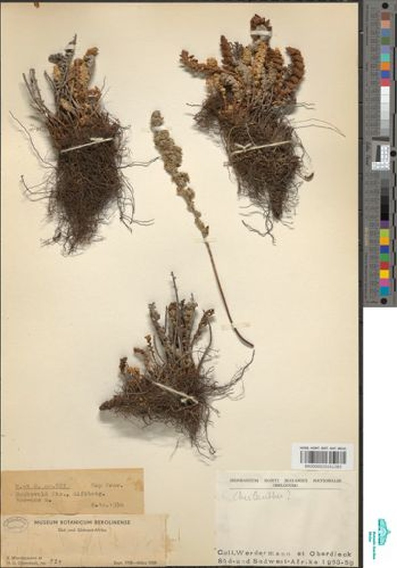Anemia saxatilis
