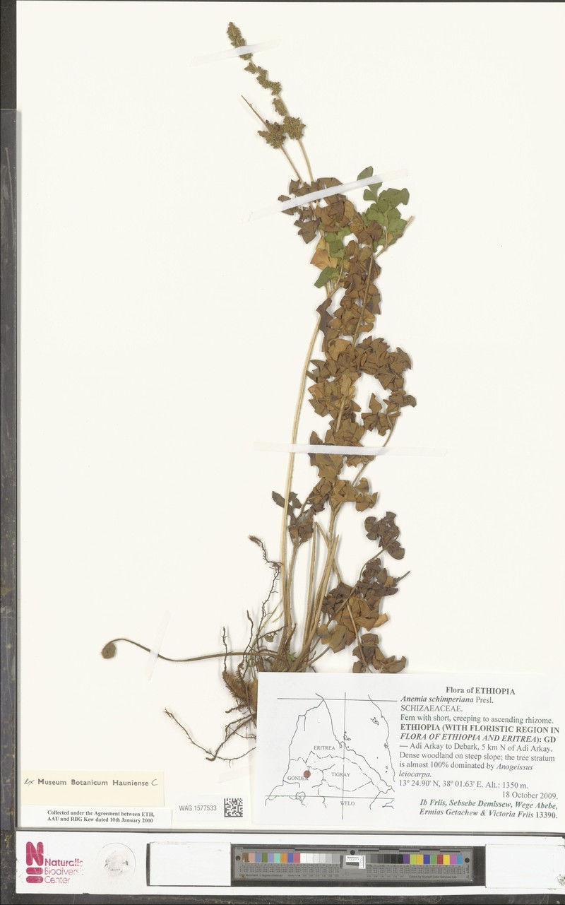 Anemia schimperiana photo 2