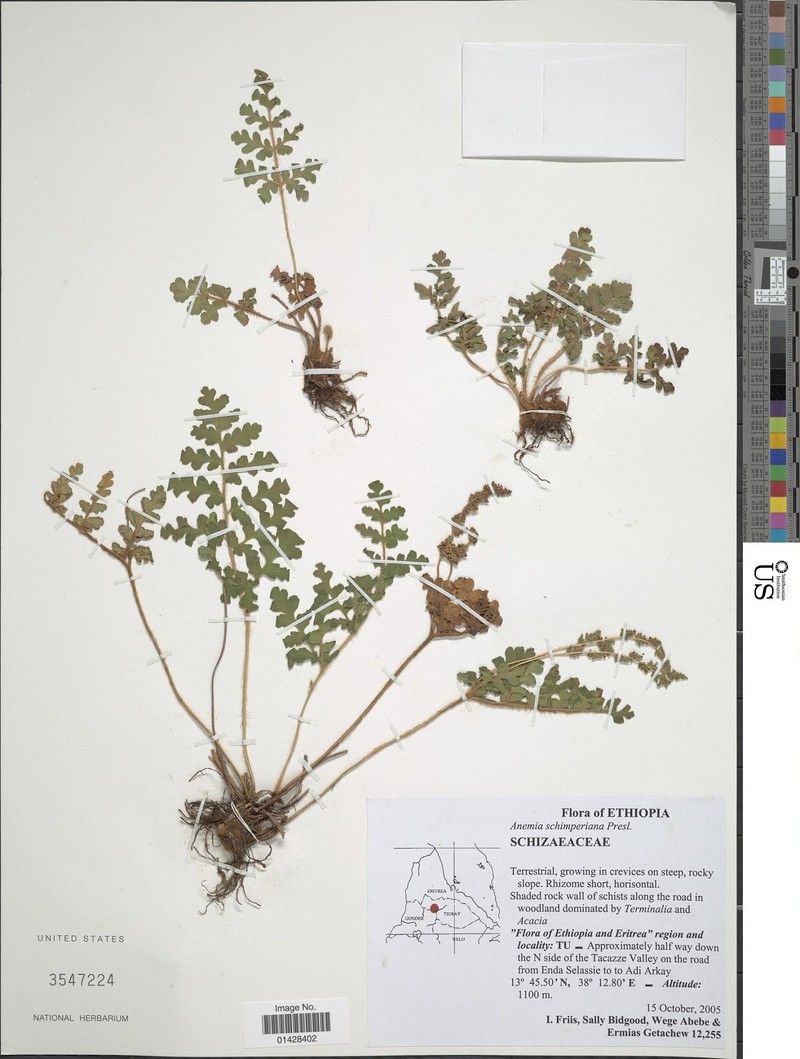 Anemia schimperiana photo 3