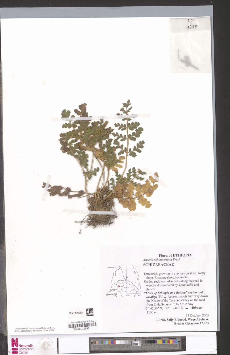Anemia schimperiana photo 4