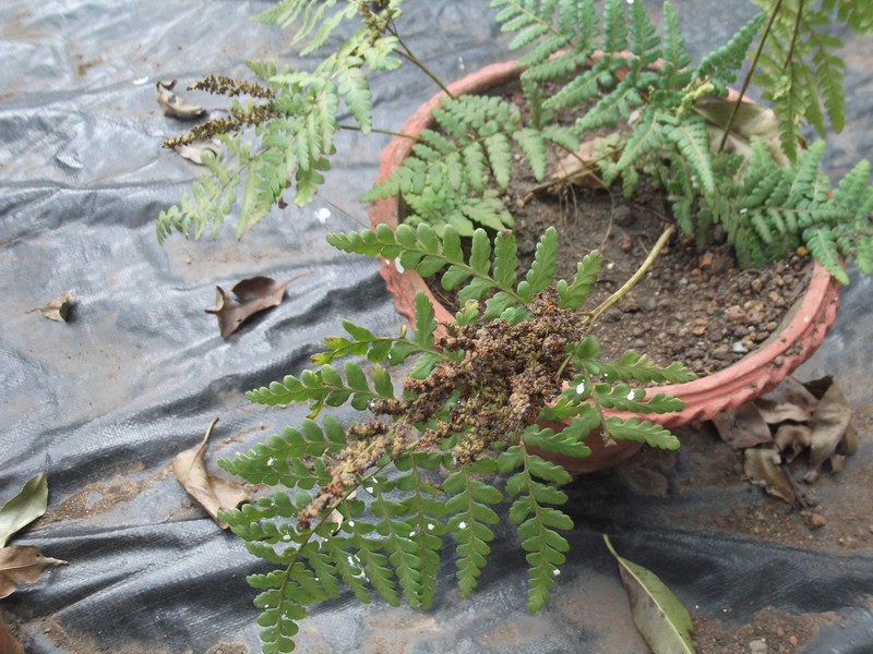 Anemia schimperiana