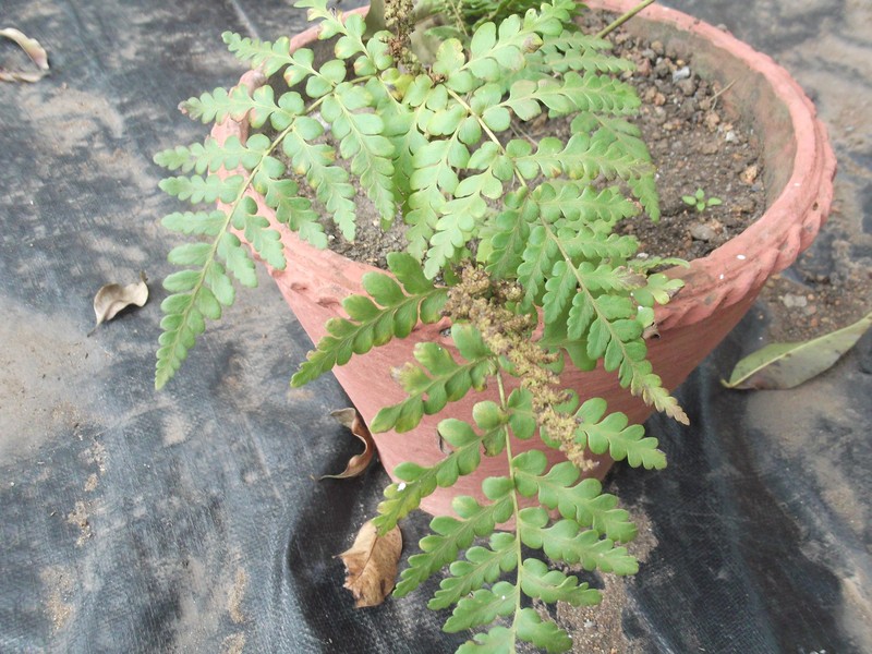 Anemia schimperiana photo 6