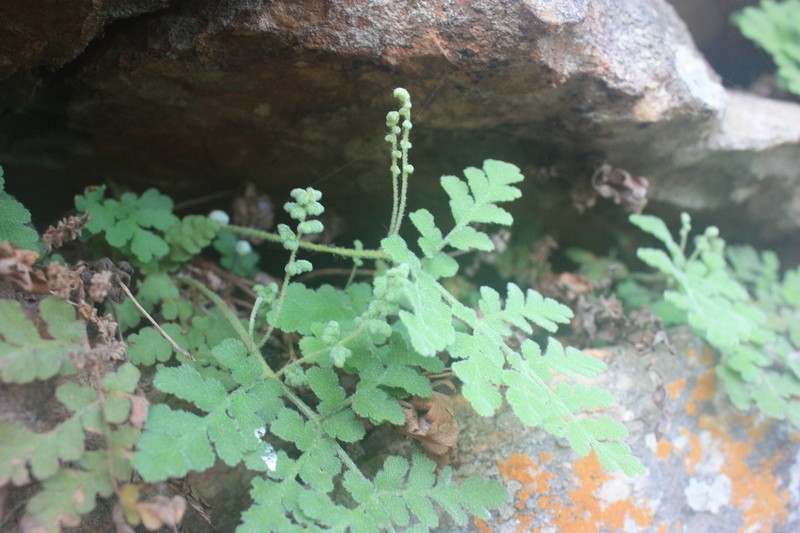 Anemia sessilis