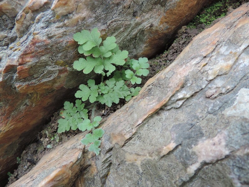 Anemia sessilis photo 2