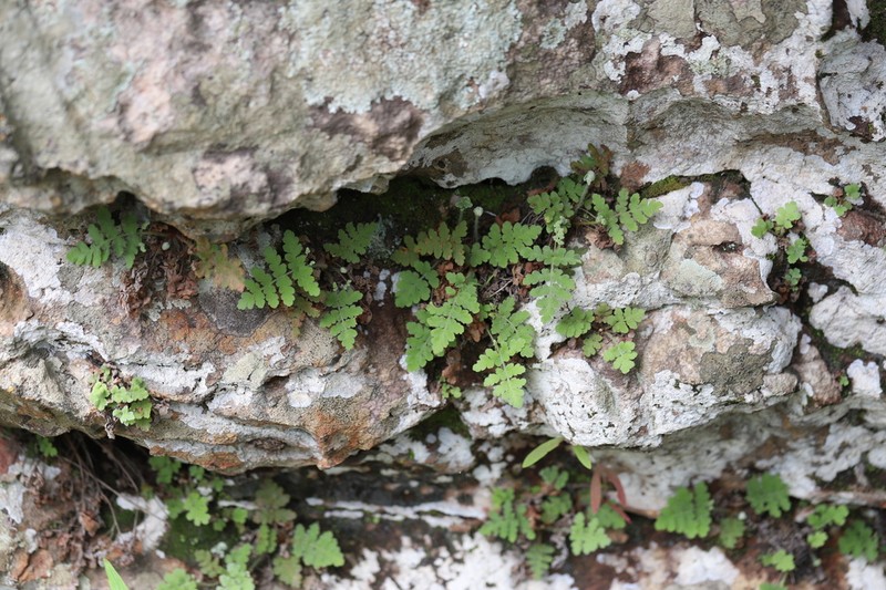 Anemia sessilis photo 3