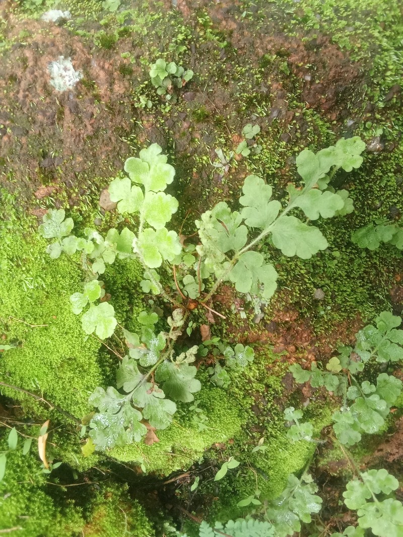 Anemia sessilis photo 5