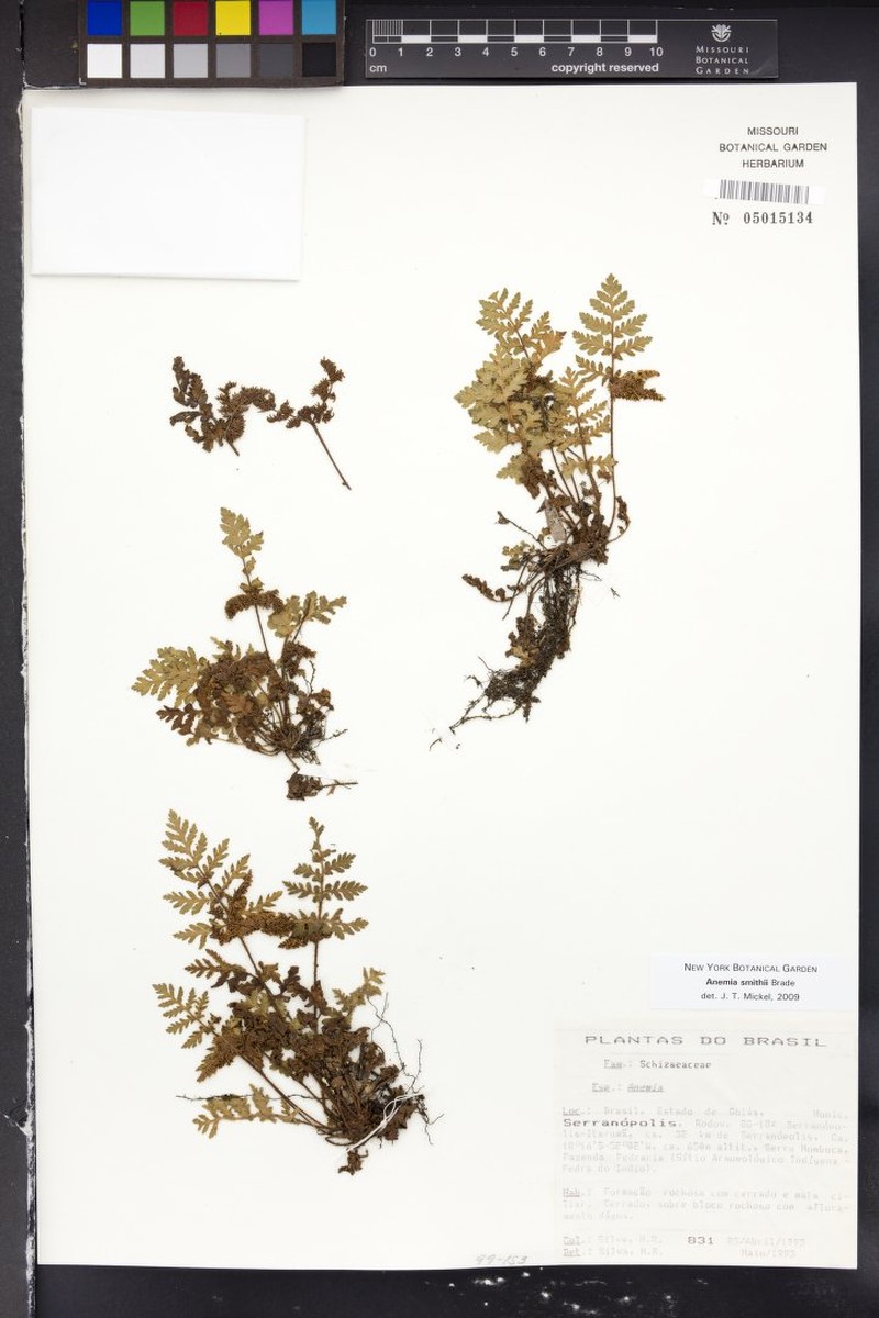 Anemia smithii photo 2