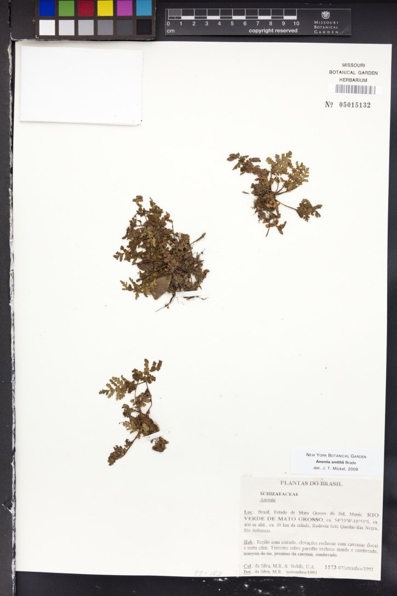 Anemia smithii photo 3