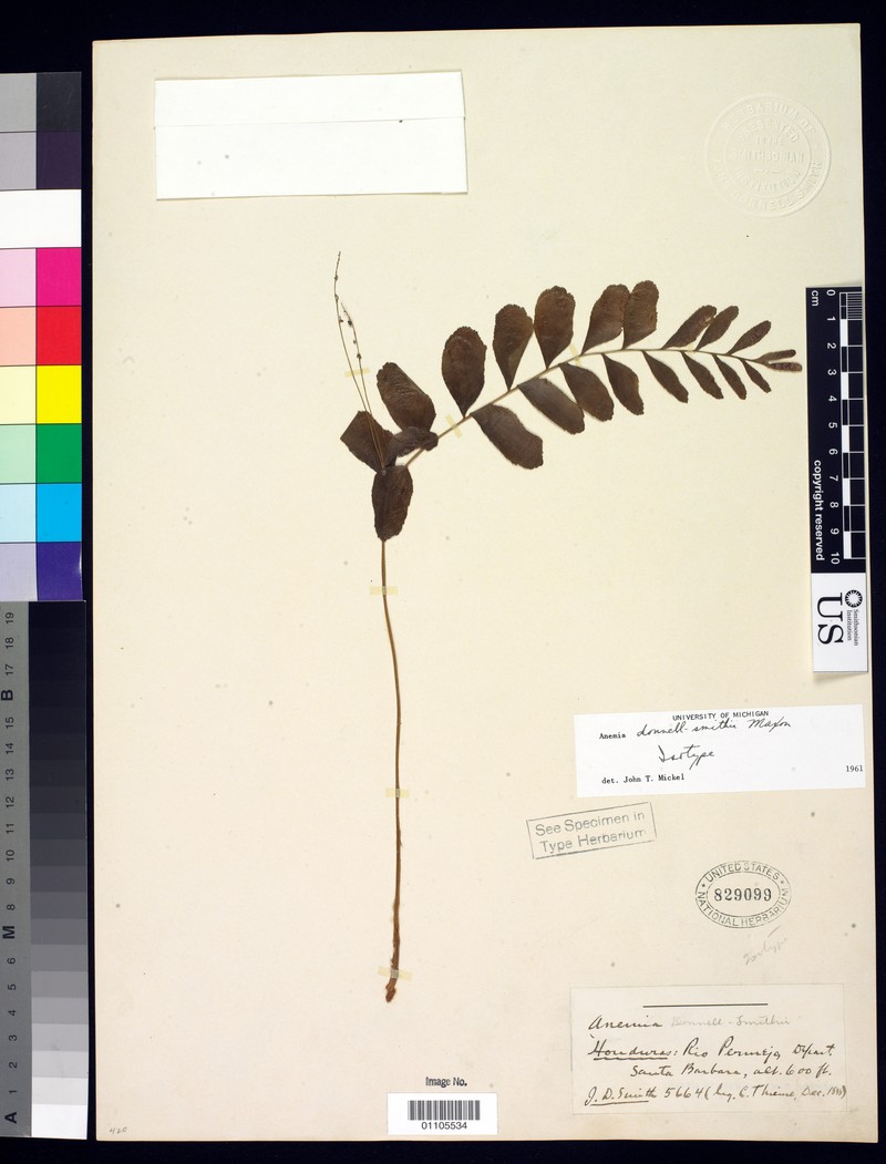 Anemia smithii