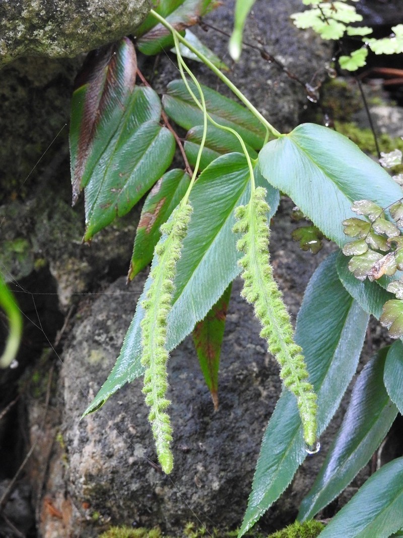 Anemia speciosa